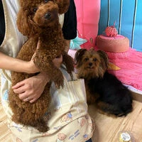 ブログ画像