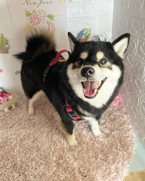 ブログ画像