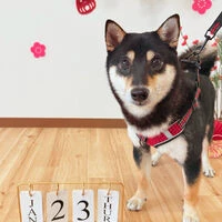 ブログ画像