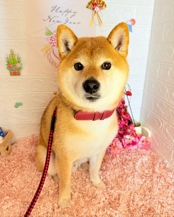ブログ画像