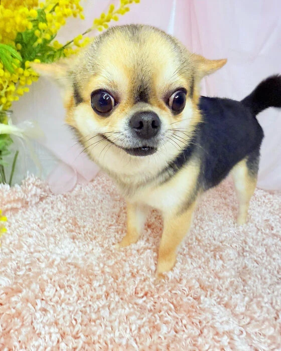 ブログ画像